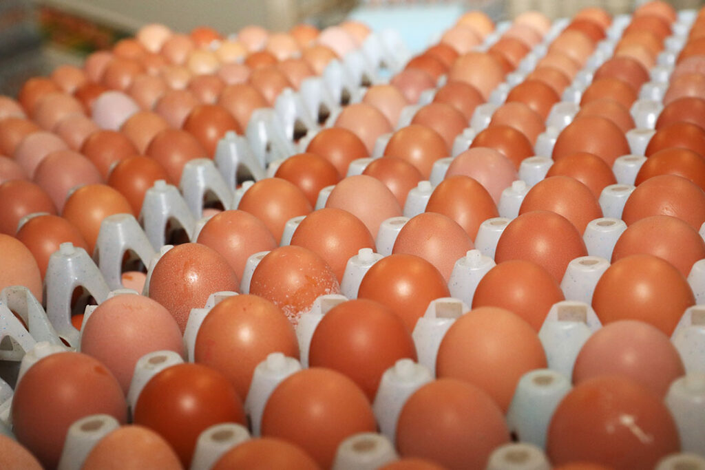 Protests cause chicken and egg shortage on Colombian market Poultry World