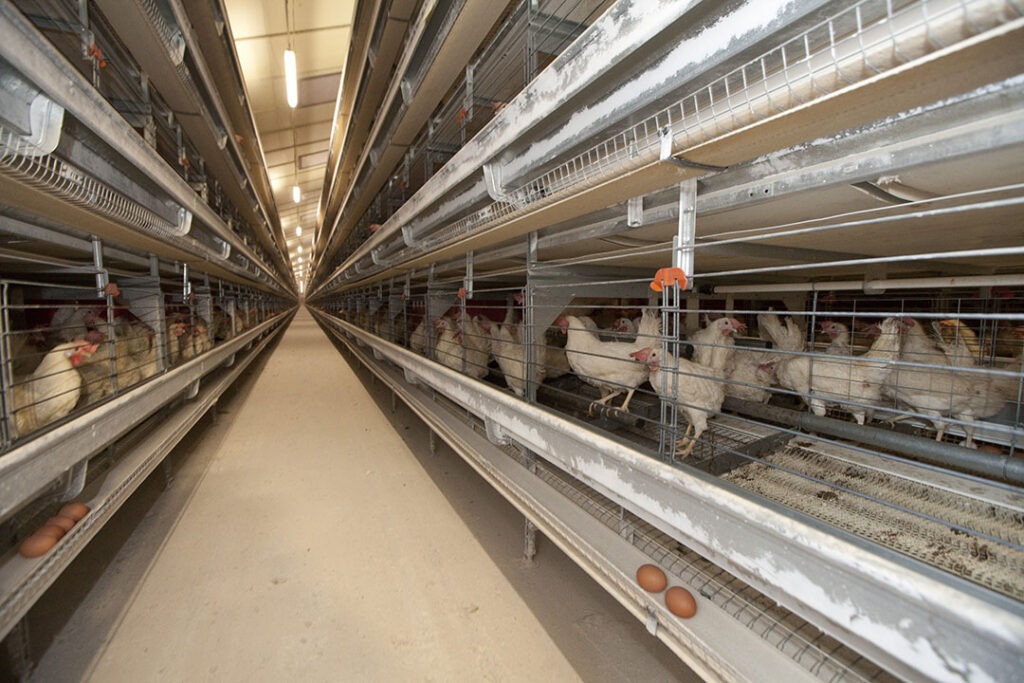 Thoughts on future-ready layer operations - Poultry World