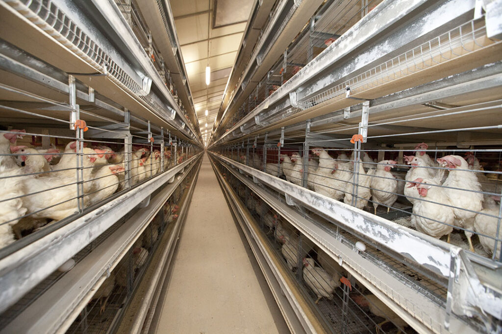New Bid To End Cages For Uk Laying Hens Launched Poultry World 