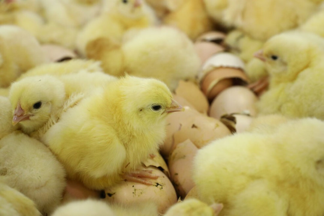 Stressful hatchery experiences negatively impact birds - Poultry World