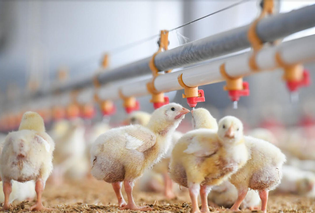 The Right Balance Between Safety And Efficacy In IBD Control - Poultry ...