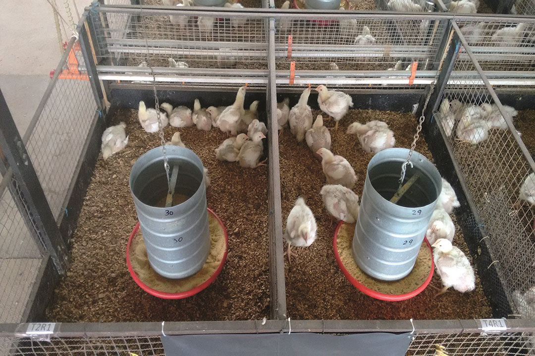 Live performance at 42 d of age of Cobb × Cobb 500 male broilers fed