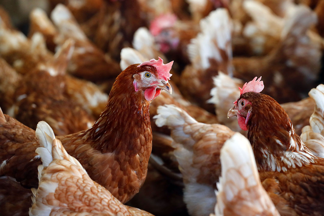 examining-poultry-heat-stress-poultry-world