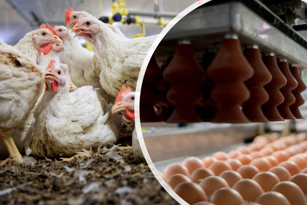 tunisia-2021-broiler-production-figures-up-eggs-down-poultry-world