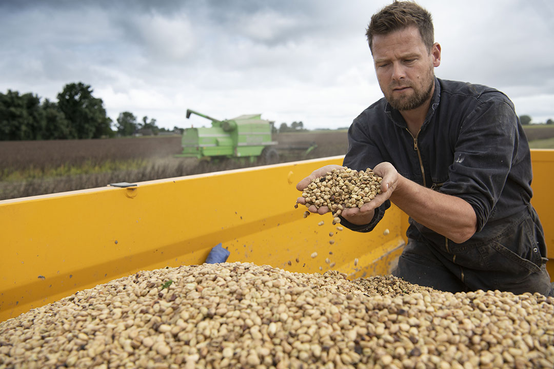Alternative home-grown protein sources for poultry - Poultry World