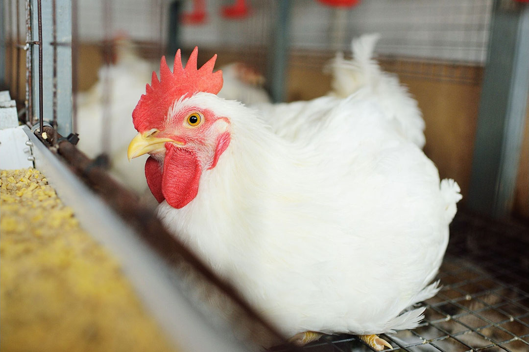 maintaining-broiler-performance-while-reducing-feed-cost-poultry-world