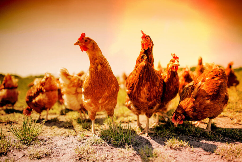 managing-heat-stress-poultry-world