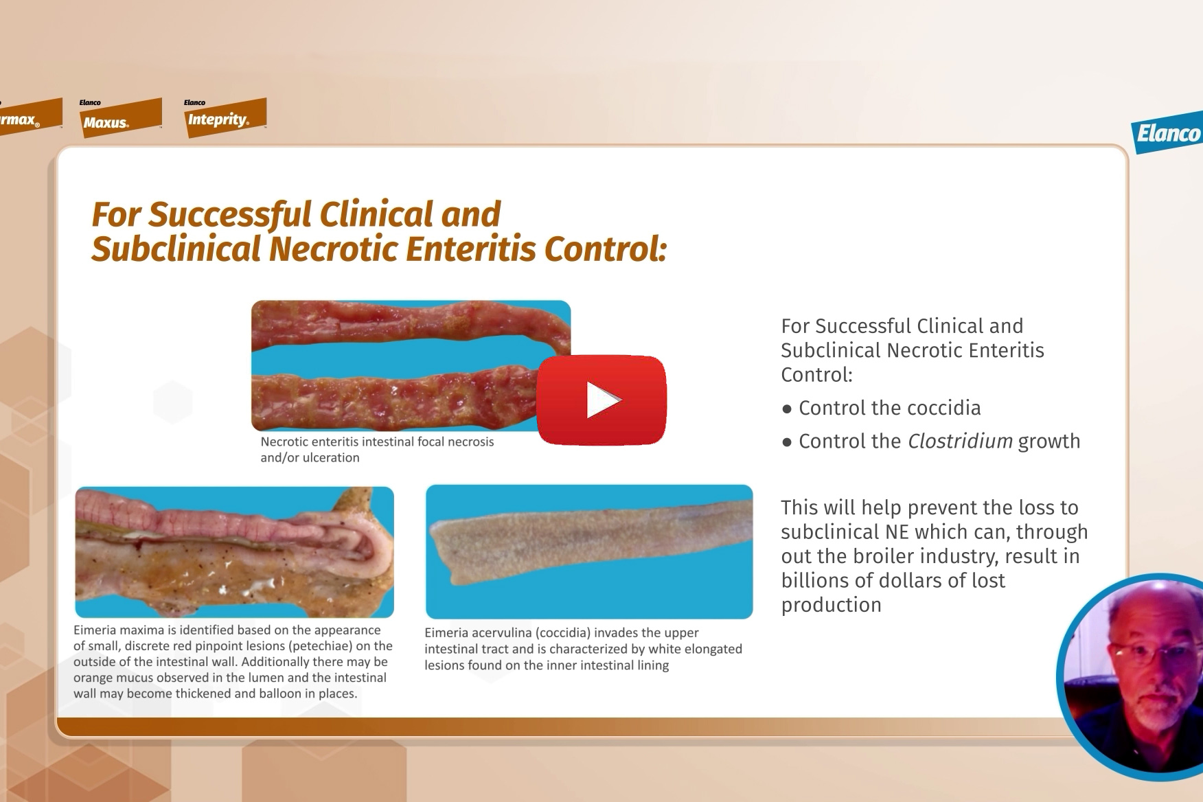 Video 2: Necrotic Enteritis risk control strategies - Poultry World