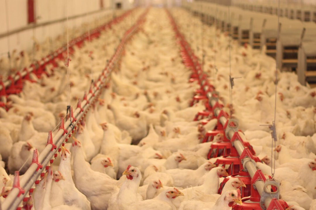 Billions Invested In South Africa’s Poultry Sector - Poultry World