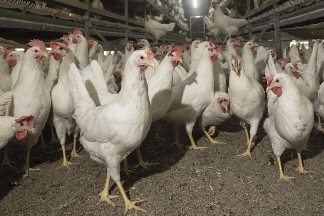 Crisis in UK egg sector as production costs soar Poultry World