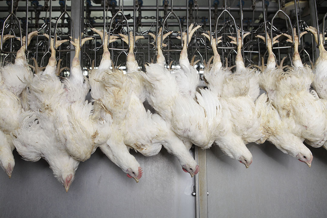 Chicken harvester cuts bird stress in slaughter process - Farmers