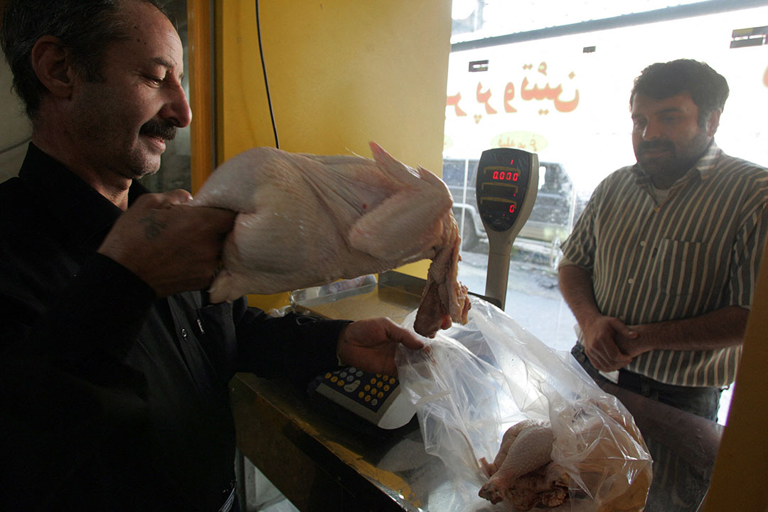 Iran Concerns Over A Poultry Industry Collapse Poultry World