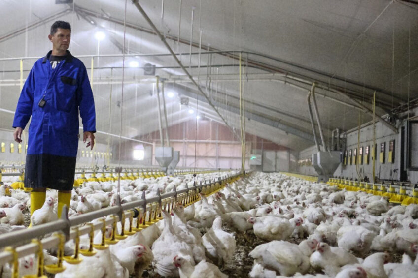 Poultry Sector Welcomes New Skills And Careers Platform Poultry World