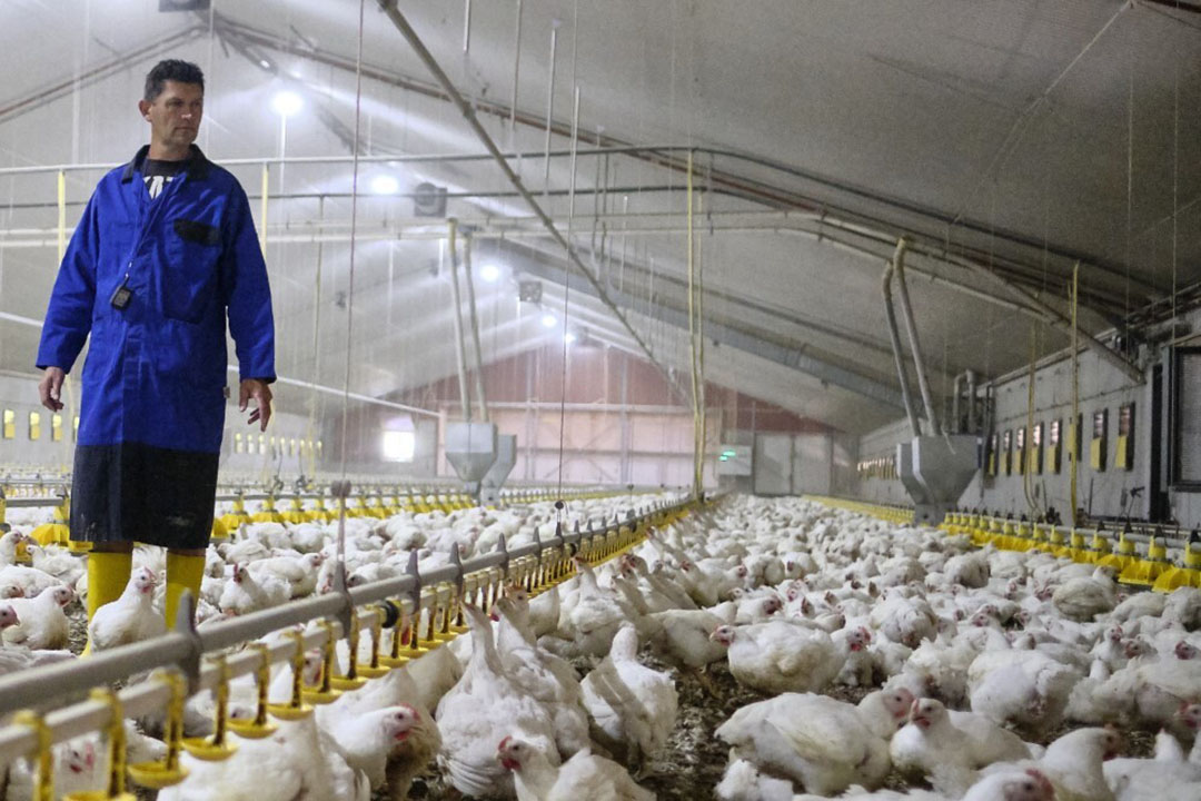 Careers With Animals: Poultry Farmer