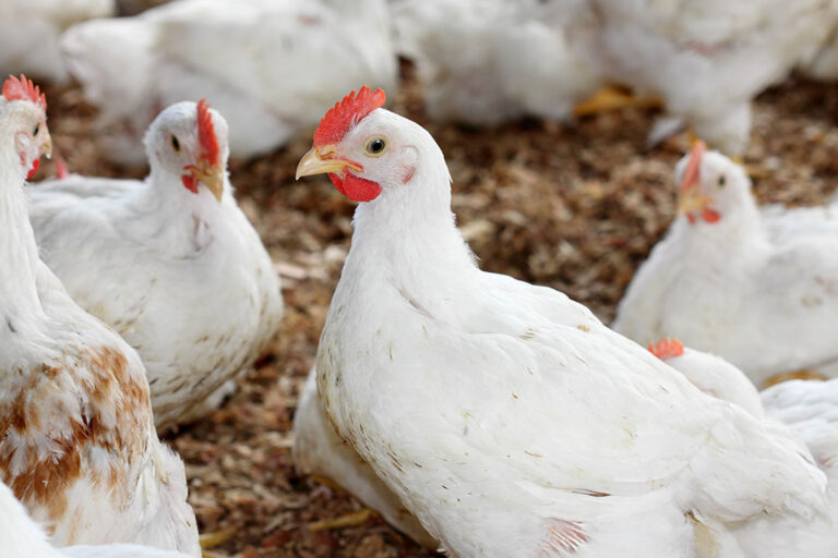 Homepage - Poultry World