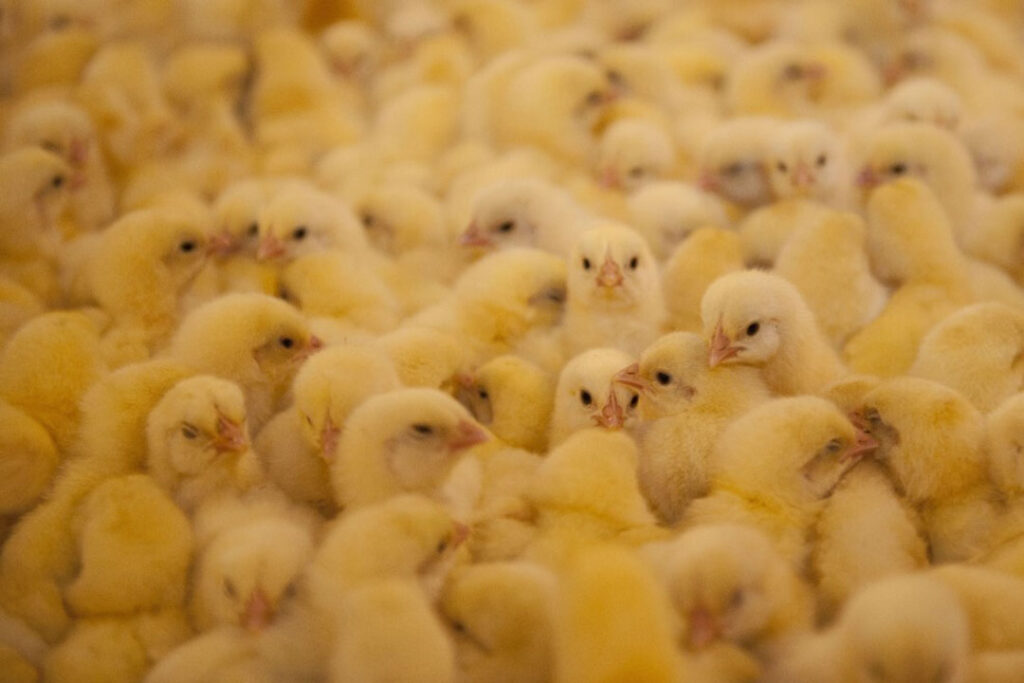 Australia announces new animal welfare standards for poultry - Poultry ...