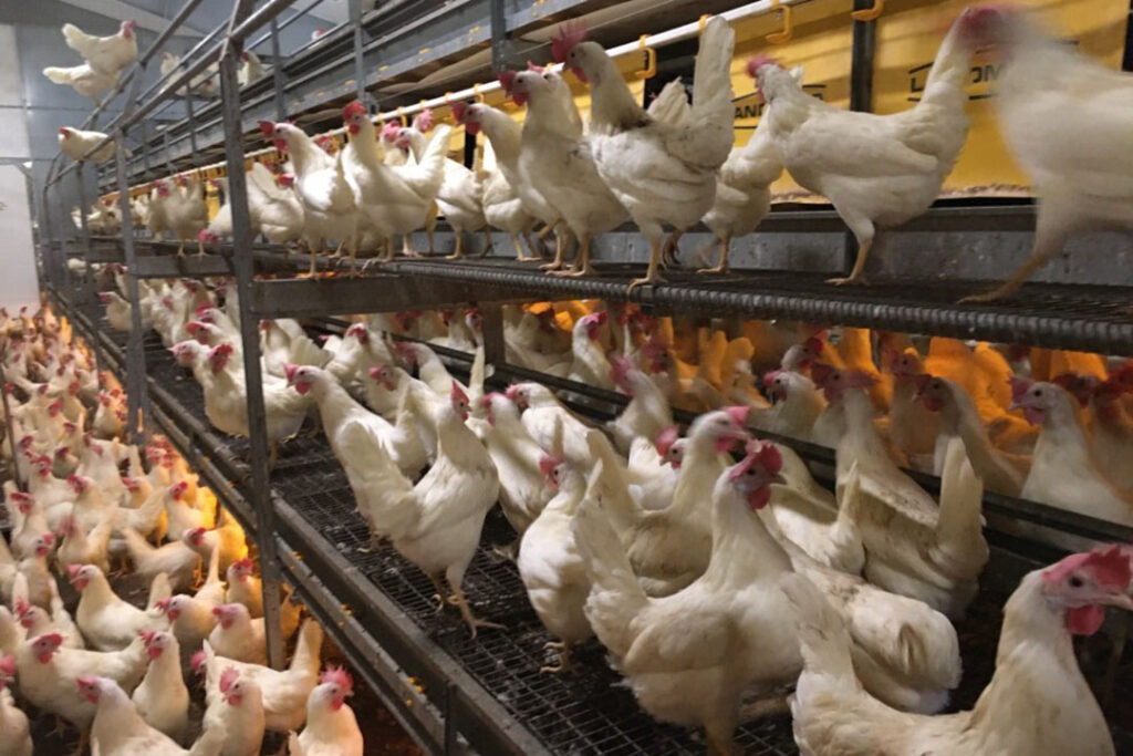 full-data-integration-gives-peace-of-mind-for-danish-poultry-farm