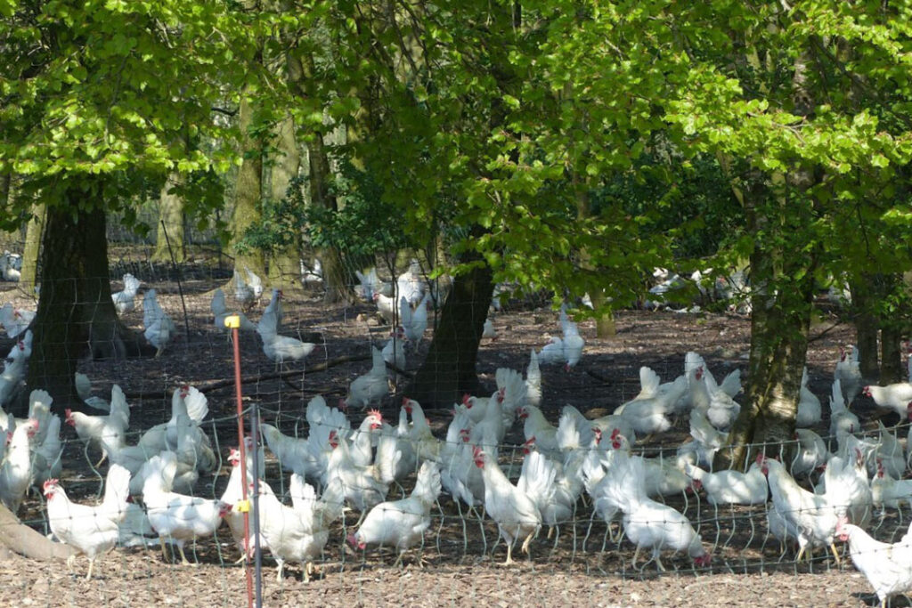 poultry farm visit report