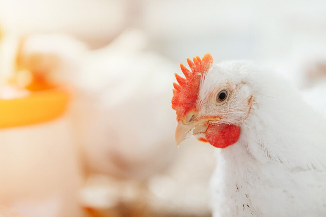 Protected zinc in poultry Poultry World