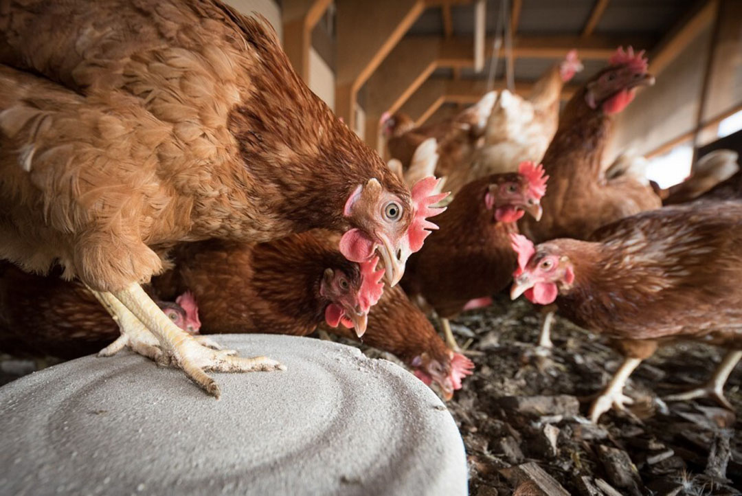 Avian Influenza Prevention Zone Declared For Great Britain - Poultry World