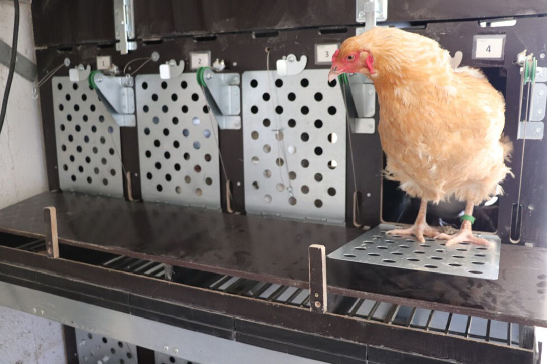 Versatility and Health Benefits of Chicken Breast: Delicious Journey with DD  Poultry - D&D Poultry