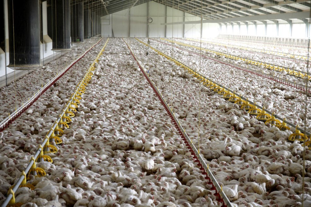 Poultry Sector Takes Legal Action Over Bird Flu Compensation Poultry   IMG Pri413929z 