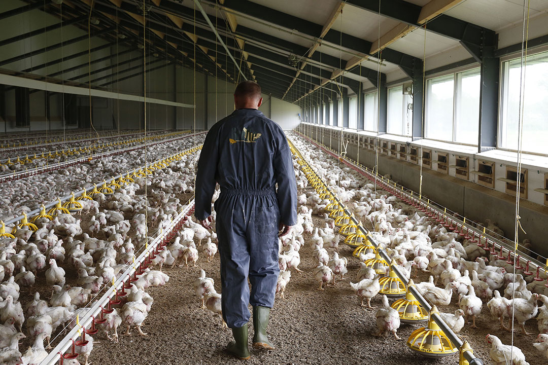 Eu Poultry Production Set To Fall Amid High Input Costs And Bird Flu