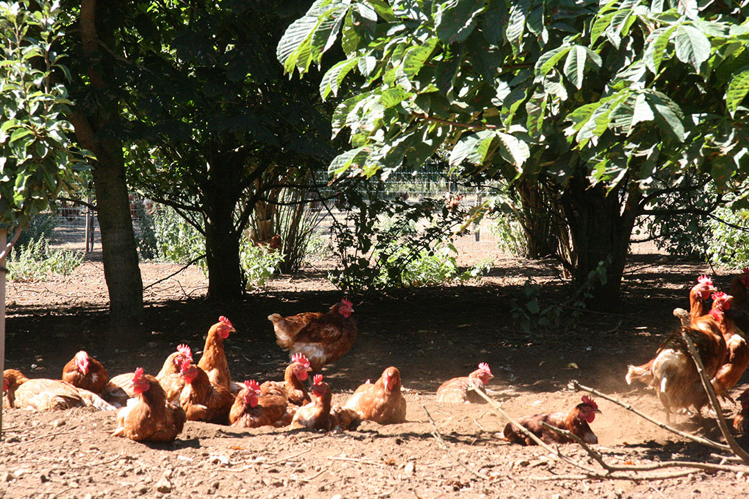 carbon-neutral-eggs-make-good-sense-poultry-world