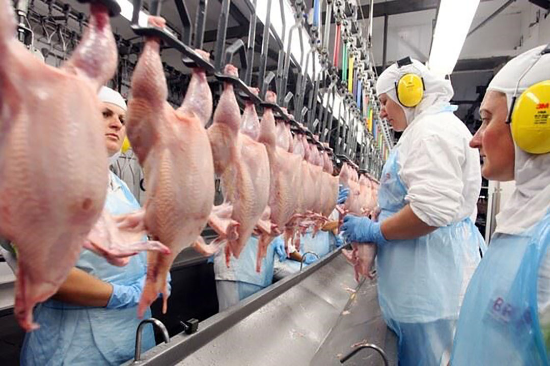 Brazil's Aurora seeks to expand poultry capacity by 20