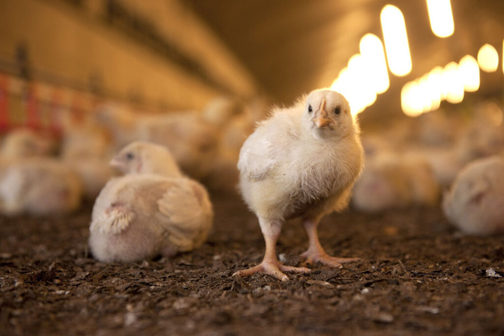 avian-influenza-poultry-world