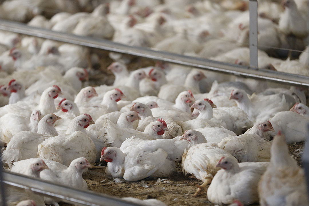 Russia swings towards mass vaccination against bird flu - Poultry World