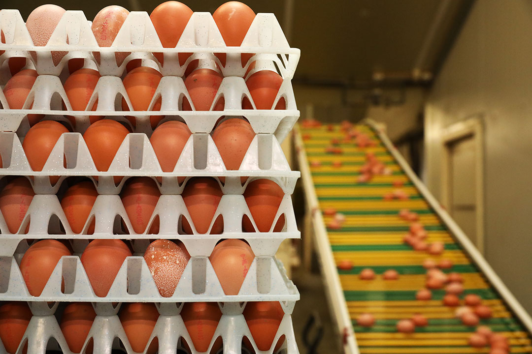 Shortage of eggs set to continue in the UK Poultry World