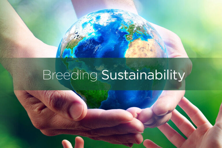 Balanced breeding: Sustainability for years to come - Poultry World