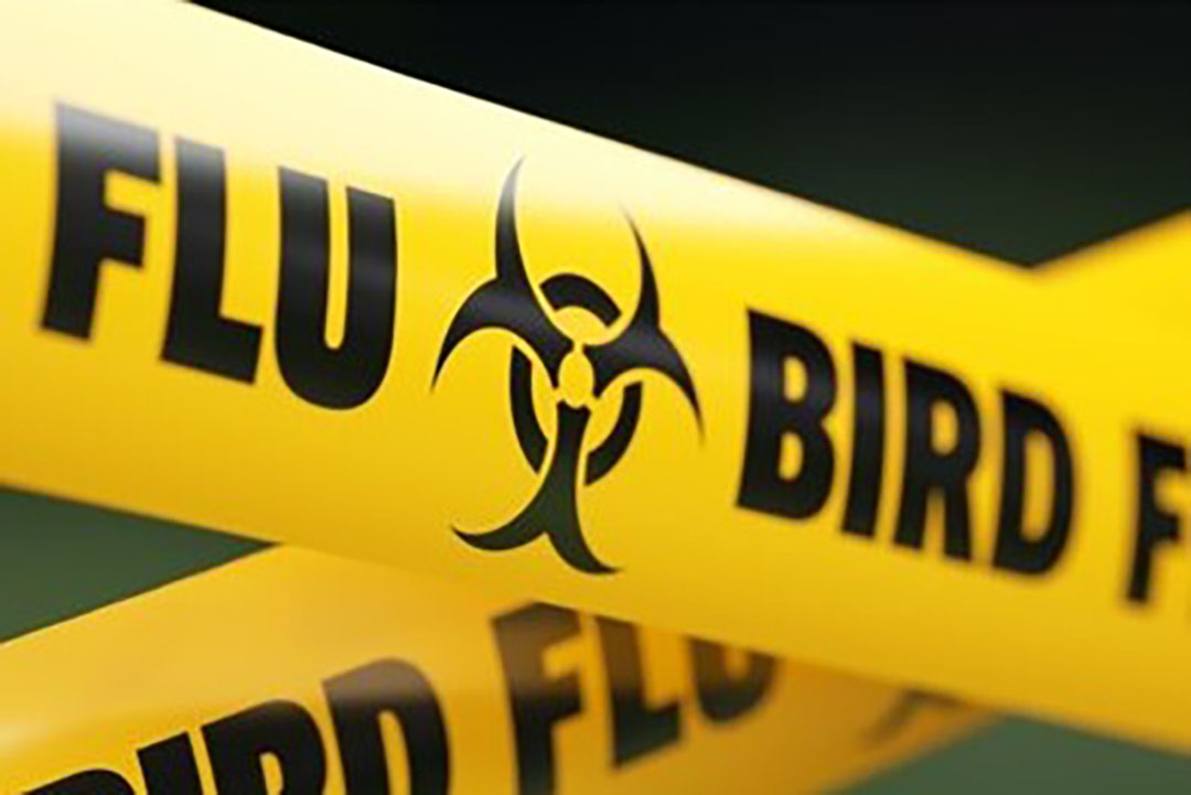 Living with the risk of bird flu - a report - Poultry World