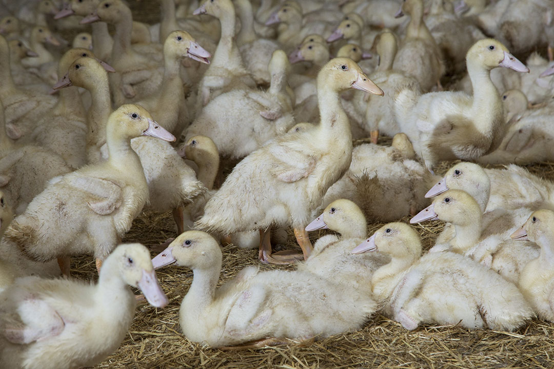 France First In EU To Order Avian Influenza Vaccines - Poultry World