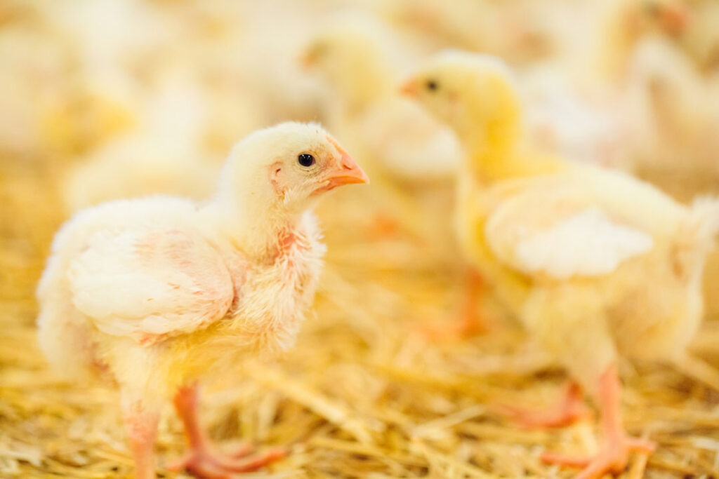 getting-trace-mineral-levels-right-in-poultry-poultry-world