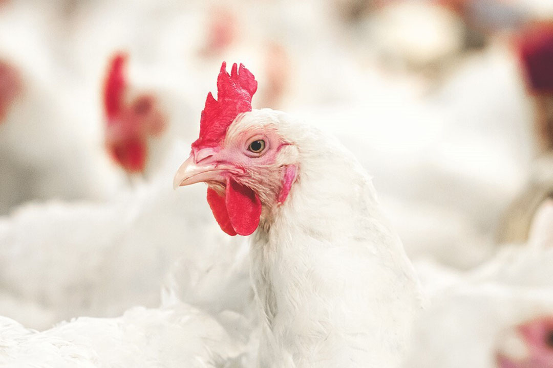 Naturally Support Poultry Coccidiosis Control Programmes Poultry World