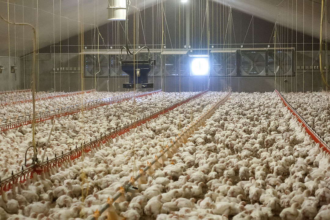 Mitigating the detrimental effects of heat stress in poultry - Poultry ...