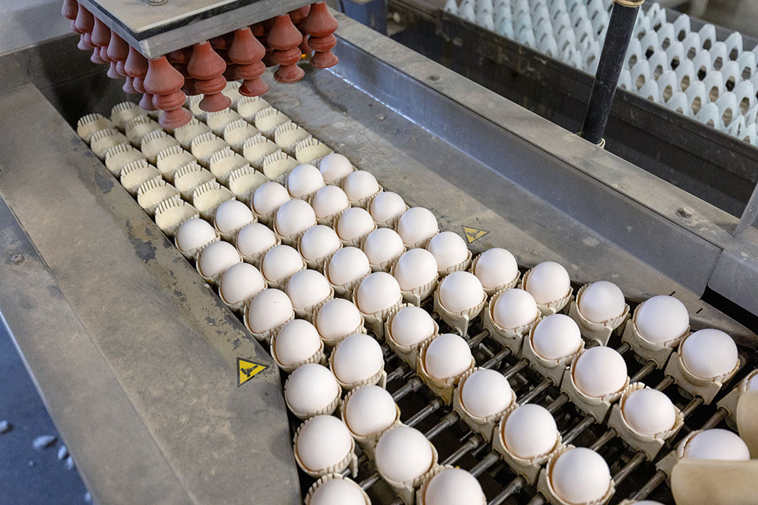 A decade of immense growth in global egg production - Poultry World