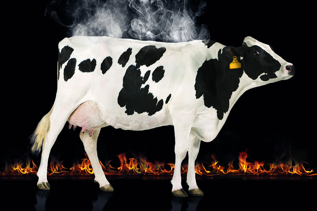 Heat Stress: Handling Cattle Through High Heat Humidity Indexes