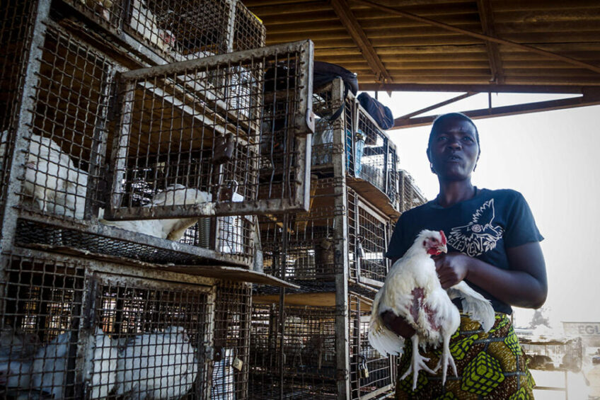 Genetic progress in African poultry breeding programmes
