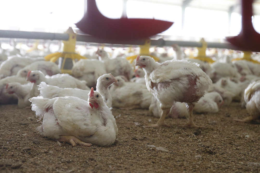 New laying hen crossbreed developed in Russia - Poultry World