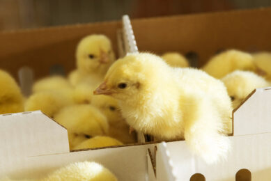 Transporting chicks around the world with diligence and care