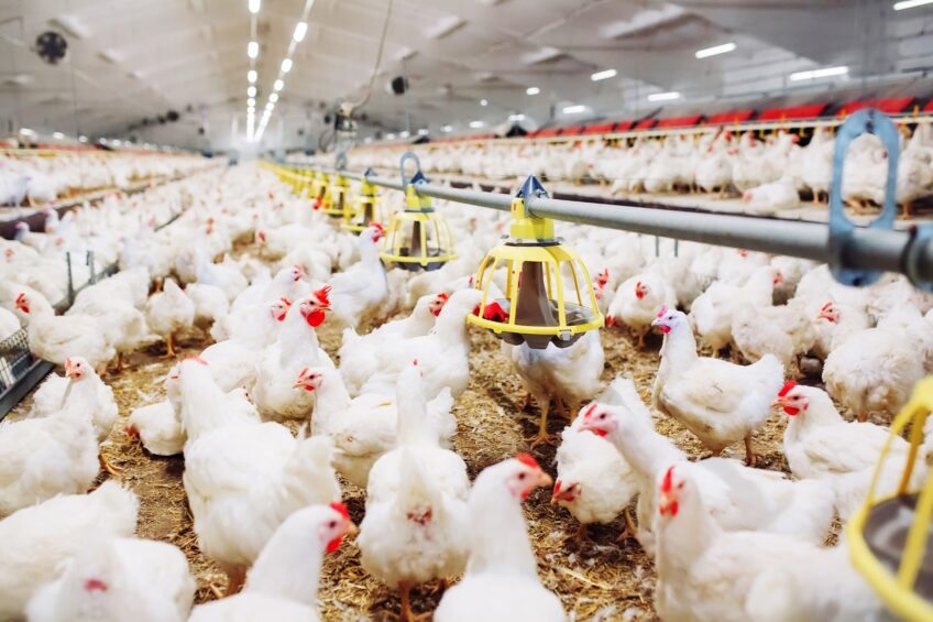 Exploring new approaches to reduce breast myopathies in broilers