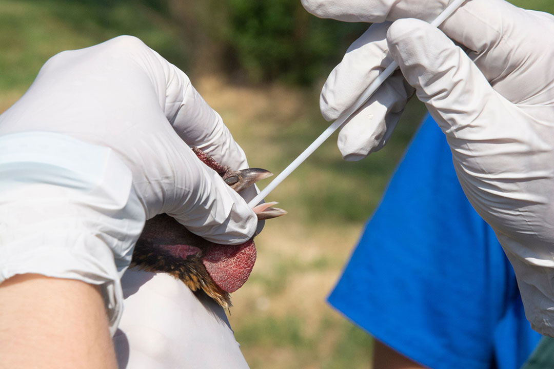 High Path Avian Influenza Confirmed In Black Vultures, Poultry Producers  Encouraged To Take Precautions - State of Delaware News