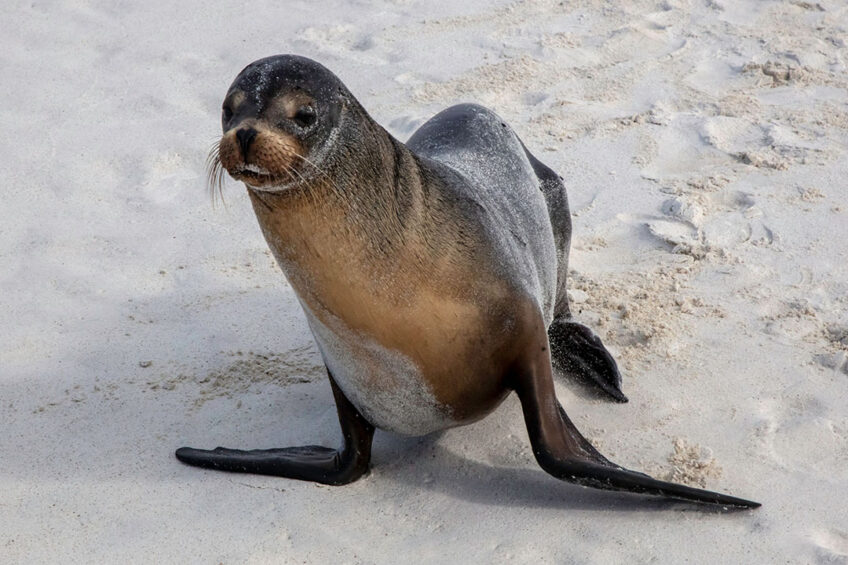 Several cases of the highly pathogenic avian influenza have been reported in dead sea lions from a large stretch of coastline in Argentina. Photo: Canva