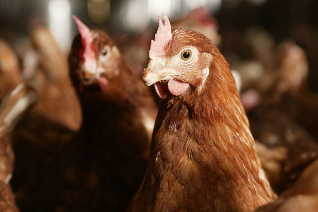 The benefits of dandelion polysaccharides in the diets of laying hens ...