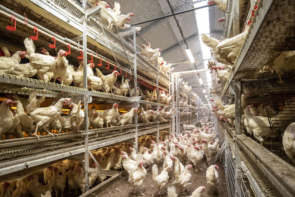 Understanding poultry behaviour key to better management practices ...