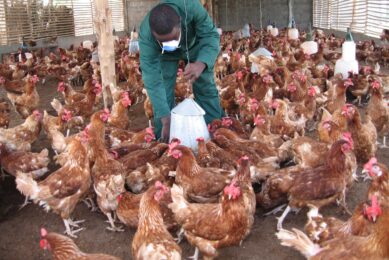 Feathers ruffled: the state of Nigeria’s poultry industry