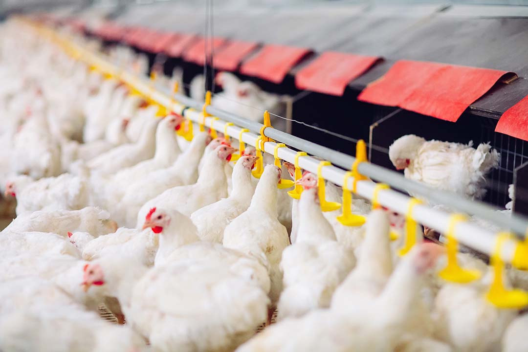 Tackling Amr In Livestock: Global And Local View - Poultry World